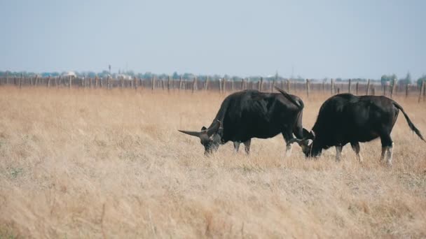 两只水牛在阿斯卡尼亚 诺瓦的无边无际的田野里吃锈迹斑斑的草 令人激动的是 在夏天的一个阳光明媚的日子里 两个巨大的黑在阿斯卡尼亚的生物保护区 在没有水平面的草原上吃草 它们看起来很强大 — 图库视频影像