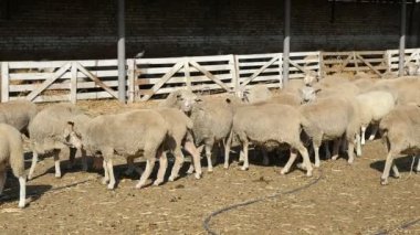 Ayakta ahşap bir çit, bir çiftlikte slo-mo güzel görünümünde bir sürü beyaz yünlü koyun ayakta beyaz döken çitte bir çiftlikte yavaş yaz aylarında güneşli bir dinlenme ve yaz aylarında rahat koyun sürüsü