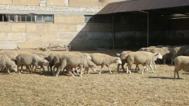 Bir düzine beyaz koyun bir kulübeye slo-mo etkileyici profil etkin beyaz koyun yavaş yaz aylarında güneşli bir günde bir çiftlik köşesinde kayrak bir çatı hareketli birini güneşli bir günde bir çiftlikte oluyor.