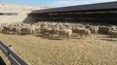 Büyük bir güneşli bir yaz yürüyüş ve bir çiftlik ucundan diğerine güneşli bir yaz aylarında çalışan başlayan beyaz koyun birkaç yüzlerce profil horizonless bir çiftlikte hareketli beyaz koyun sürüsü