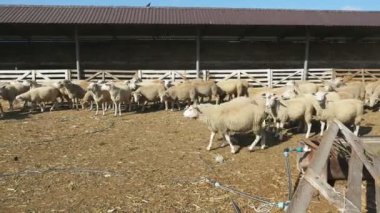 Bir sürü beyaz koyun başlamak arduvaz çatılı büyük bir çiftlikte yaz gidiş ve bir çiftlik ucundan diğerine güneşli bir yaz aylarında çalışan başlayan büyük koyun birini profil gidiş