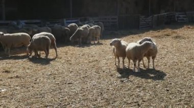 Bir süre ayakta ve yaz slo-mo ayakta ve birlikte bir çiftlikte tutmak üç dostu koyun komik görünümünü bir çiftlikte çalışan üç komik koyun. Korkmuş, onlar ağır çekimde yaz kaçmak