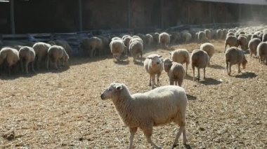 Durmuş, bakan, slo-mo çarpıcı görünümü ayakta, bakan ve yavaş hareket yaz aylarında güneşli bir günde bir çiftlikte çalışan saman yiyecek arayan bir büyük koyun sürüsü, güneşli bir günde bir çiftlikte çalışan komik koyun sürüsü