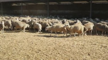 Ayakta ve güneşli bir arada tutmanın, ayakta ve yavaş hareket yaz aylarında güneşli bir karanlık bir çatı altında çalışan hasır yiyecek arayan bir büyük koyun sürüsü slo-mo Amazing görünümünde büyük bir çiftlikte çalışan beyaz koyun sürüsü