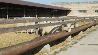 Beyaz koyun paslı saman içinde uzun besleyiciler yeme güneşli bir yavaş hareket komik yeşil saman plakalar yapılan bir çit, uzun ahşap besleyiciler koymak yeme beyaz koyun sürüsü görünümünü ve güneşli yaz slo-mo