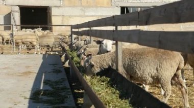 Neşeli bir grup beyaz koyun yeşil ve sarı saman yavaş çekimde bir çit koymak bir uzun ve düz ahşap besleyici yiyerek görünümünü yerleştirilen ağır çekimde güneşli bir günde birçok koyun saman yemek uzun besleyiciler