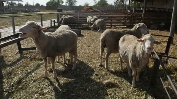 夏天的傍晚 在一个有栅栏的农场里 有几只羊在一个有栅栏的农场里叫了叫 在一个没有阳光的夏天 在一个没有栅栏的农场里 有三只羊毛羊站着 — 图库视频影像