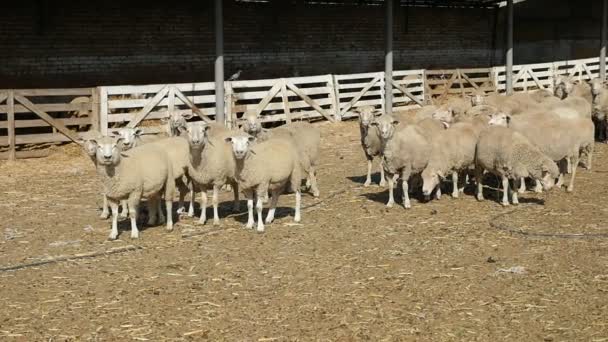 一群羊在夏天站在一个有栅栏的农场里 在有趣的景象中看到一群惊讶的白羊站着 在夏天的一个农场里 在一个木栅栏慢的地方看着一个摄影师 — 图库视频影像