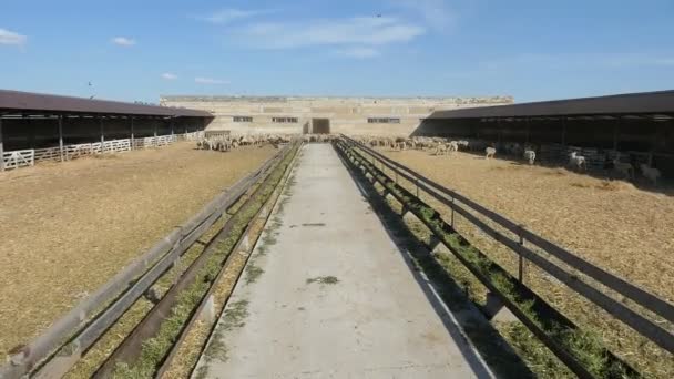 Vue Aérienne Une Ferme Longue Avec Troupeau Moutons Deux Mangeoires — Video