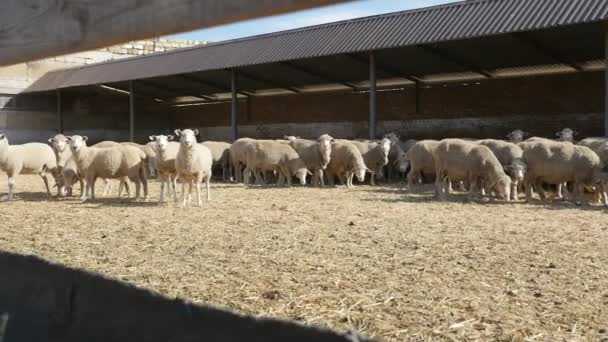 Dozens White Sheep Standing Staring Farm Roof Slo Optimistic View — Stock Video