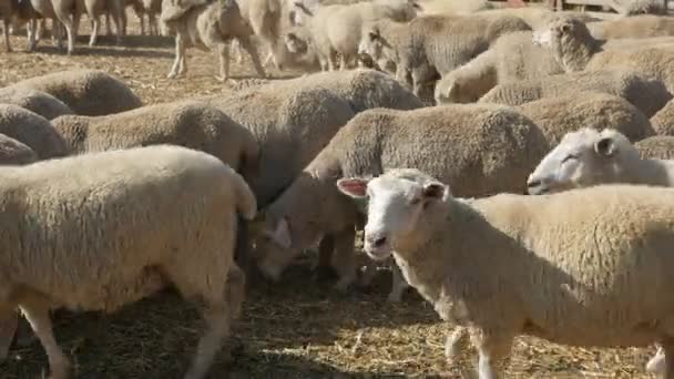 在一个阳光明媚的日子里 在一个大农场里 大羊毛羊站着 走着吃着干草特写镜头 — 图库视频影像