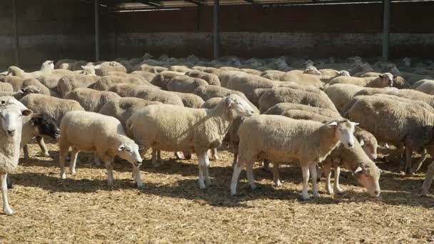 Cheery Sheep Herd Standing Walking Wooden Fence Summer Slo Profile — Stock Video