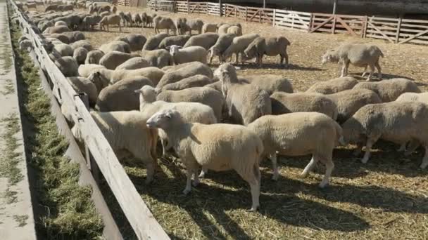 白羊毛羊站在一个大农场里 在一个漫长的饲养员面前吃绿色的干草 在一个阳光明媚的夏天 在一个又大的农场里慢动作地奔跑 — 图库视频影像