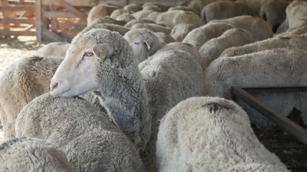 Drôle de mouton léchant le dos d'un autre debout ensemble sur une ferme Vue hilarante d'un jeune mouton blanc pâturant et léchant le dos du mouton le plus proche tout en se tenant ensemble sous le toit du hangar par une journée ensoleillée 