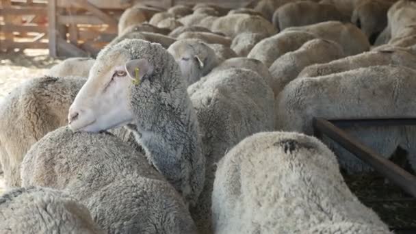 Lustige Schafe Lecken Den Rücken Eines Anderen Der Zusammen Auf — Stockvideo