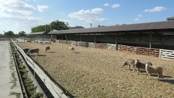 Grandes Brebis Laine Debout Regardant Mangeant Sur Une Grande Ferme — Video