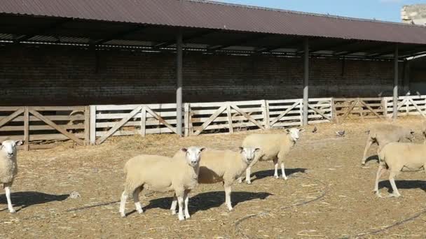 Ovelhas Branca Olhando Indo Uma Grande Fazenda Verão Slo Visão — Vídeo de Stock