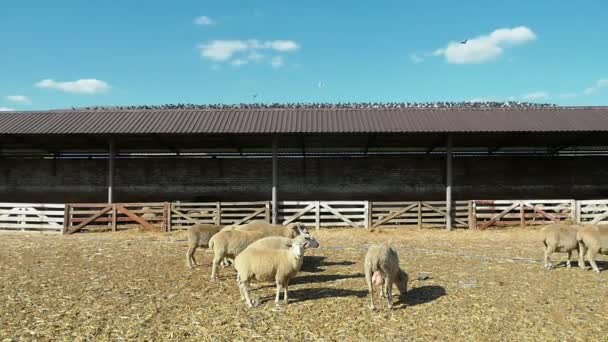 White Sheep Herd Walking Seeking Food Farm Sunny Day Slo — Stock Video