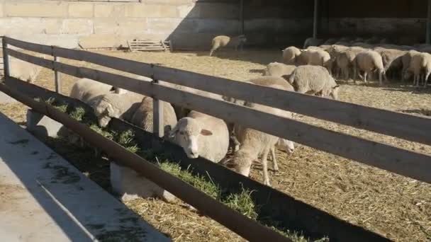 Dozens Sheep Eating Hay Long Feeders Going Away Sunny Day — Stock Video