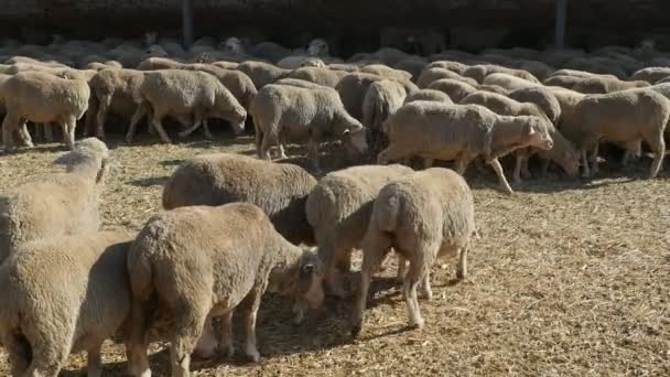 Стадо Білої Вівці Йде Шукає Їжу Під Сараєм Сонячний День — стокове відео