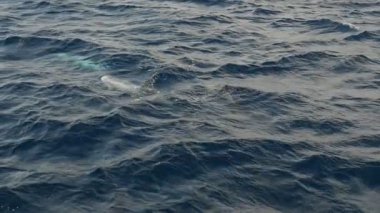 Birkaç yunusların birbirleri ile yavaş hareket üzerinde aynı yerde kalmak ve birbirleri ile Mısır'daki transparan sularda ağır çekimde güneşli bir günde oynayan birkaç dophins neşeli görünümünü Kızıldeniz sularında oynuyor