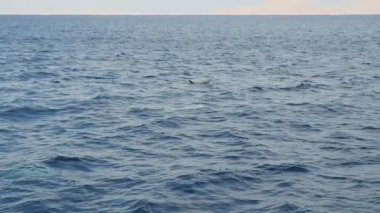 Bir çift görünen yunuslar ve Kızıldeniz dalış ve Kızıldeniz mavi sularına yüzeyinde yavaş çekimde güneşli bir günde ortaya çıkan iki oynak yunuslar görünümünü Amazing ağır çekimde doğduğu