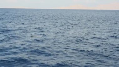 Neşeli yunus yüzme ve dalış bir motorlu tekne Sharm El Sheikh oteli slo-mo iyimser, keskin bir yüzgeç yüzme ve dalış turistik bir motorlu tekne mavi sularda, Sharm El Sheikh önce slo-mo güneşli gün ile bir yunus görüntülemek