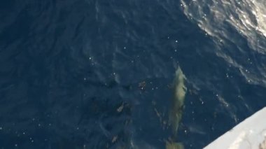 Neşeli yunus yüzme ve dalış önce slo-mo yüzme ve dalış şeffaf mavi ve ışıltılı sularda, Sharm El Sheikh turistik bir gemi önce ağır çekimde güneşli bir günde bir yunus komik görünümünü bir gemi içinde Sharm El Sheikh