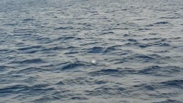 Один Дельфин Плавает Показывает Свой Плавник Течение Нескольких Секунд Замедленной — стоковое видео