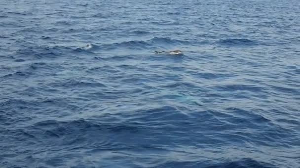 Dos Grandes Delfines Saltando Desapareciendo Mar Rojo Cámara Lenta Impresionante — Vídeos de Stock