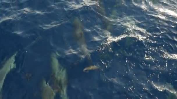 Een Kudde Van Dolfijnen Stoeien Voordat Een Schip Sharm Sheikh — Stockvideo