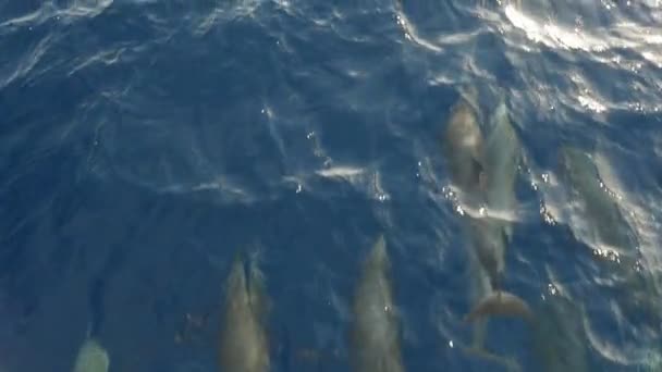 Jugar Los Delfines Nadando Buceando Ante Barco Sharm Sheikh Slo — Vídeos de Stock