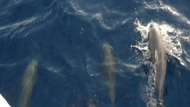 Delfines Alegres Nadando Buceando Ante Barco Sharm Sheikh Slo Divertida — Vídeos de Stock