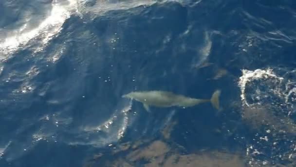 Speelse Dolfijnen Zwemmen Springen Langs Een Schip Sharm Sheikh Slo — Stockvideo