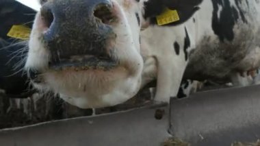 Büyük inek namlu kamera kokulu ve kamera kokulu ve güneşli bir yaz aylarında açık bir çiftlikte sığır bir sürü yalamak istiyor büyük inek ağızlık yaz komik görünümünde bir çiftlikte yalamak istiyor