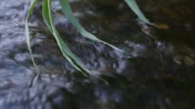 Güneşli bir yaz harika manzarasını bir gevezelik dere yaz aylarında güneşli bir günde beş kamışı yaprakları hızlı akan su içinde kristal su altında beş kamışı splattering bırakır. Sanki diğer tarafı görülebilen sudur