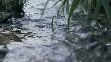 Güneşli bir yaz aylarında güneşli bir günde reed alan üzerinden hızlı dokunaklı su hızlı akışı yaz etkileyici görünümünde kamışı yamalar arasında sıçramasına su akışı. Neşeli bir şekilde kaynar su