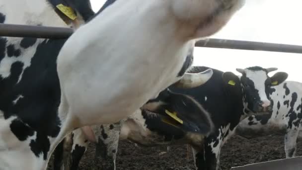 変な牛銃口がカメラの臭いがしてカメラの臭いがする 夏の晴れた日に多くの牛と屋外ファームでそれをなめるように首を回して大きな牛の銃口のユーモラスなビューの農場でそれをなめるようにそれを回す — ストック動画