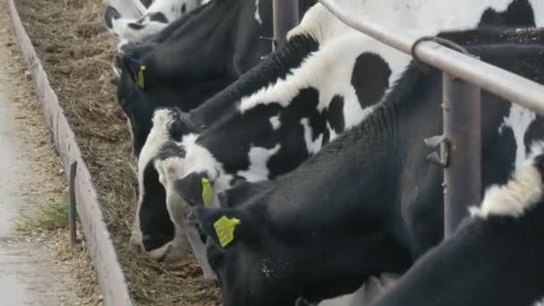 Happy cows and bulls eating straw and hay quickly in modern farm in summer Cheery view of a herd of young cows and bulls of black and white colors eating straw fast from a wooden feeder in a nice farm in summer — Stock Footage Happy Cows Bulls Eating Straw Hay Quickly Modern Farm Summer Royalty Free Stock Video