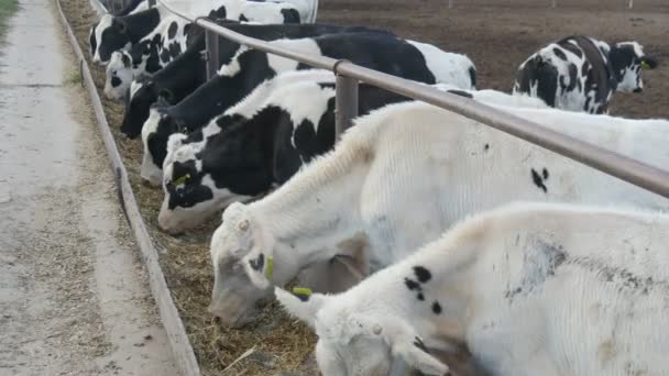 Jonge Koeien Stieren Eten Van Stro Hooi Snel Buiten Farm — Stockvideo