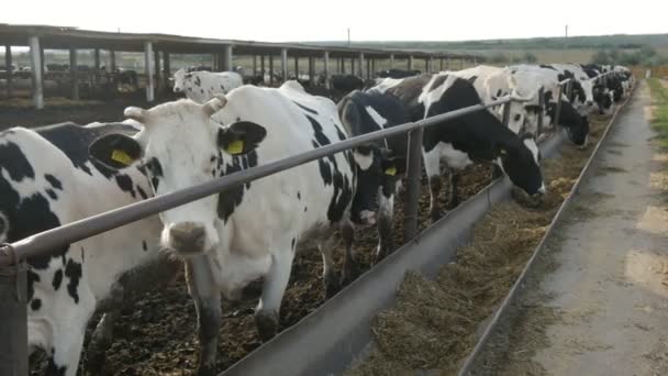 Vacas Blancas Negras Que Comen Alimentos Activamente Alimentador Verano Divertida — Vídeos de Stock