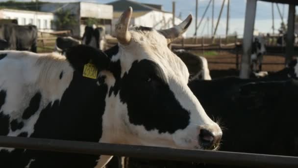 Velká Černá Bílá Kráva Slyšení Pozorně Rozhlédl Kolem Sebe Farmě — Stock video