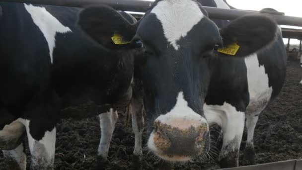 有趣的牛正在试图闻到相机的味道 同时吃着饲养员的干草 在夏天 一只年轻的无角黑白相间的牛一边吃着木饲养员的干草 一边闻着相机的味道 — 图库视频影像