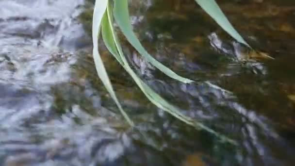 Прозрачная Вода Брызгающаяся Четырьмя Тростниковыми Листьями Солнечный День Летом Показывает — стоковое видео