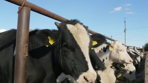 Joven Vaca Está Tratando Oler Cámara Mientras Come Paja Alimentador — Vídeos de Stock