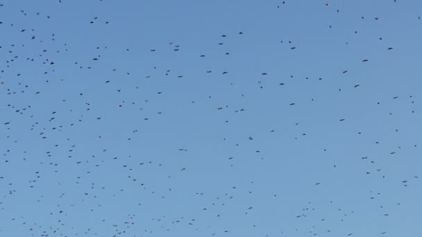 Enorme Rebanho Aves Torre Está Voando Alto Céu Azul Verão — Vídeo de Stock