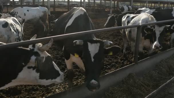 Black White Cows Eating Straw Long Feeder Sunset Summer Funny — Stock Video