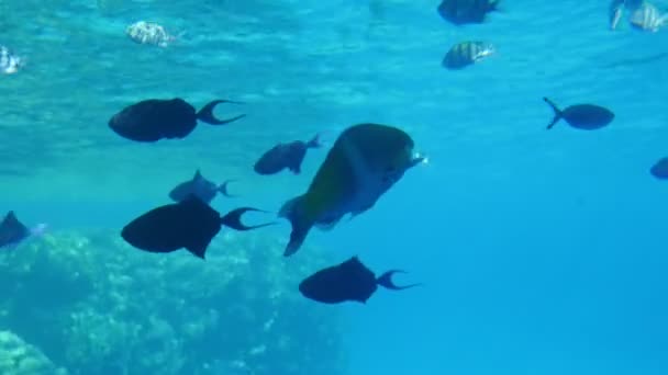 在埃及 数十种热带鱼类在浅蓝色清澈的海水中移动 在水下可以看到许多异国情调的球状鱼类在埃及透明的海水中在珊瑚礁上游动 — 图库视频影像