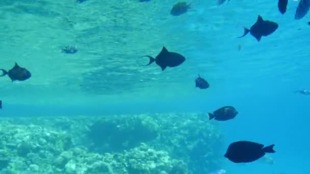 Shoal Dark Middle Size Fish Swimming Clear Blue Waters Egypt — Stock Video