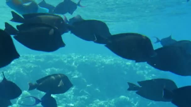 Peces Tropicales Divertidos Que Mantienen Una Línea Uno Tras Otro — Vídeo de stock